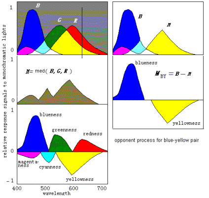 Figure 5: Opponent process corresponding to different monochromatic lights